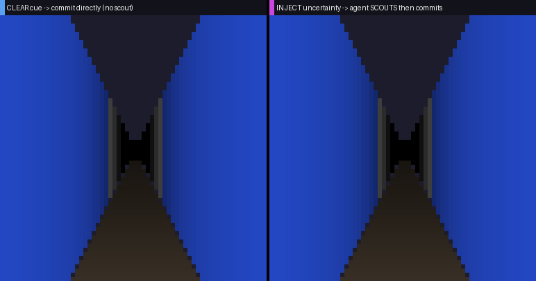 Same maze; when made uncertain, the agent scouts before committing